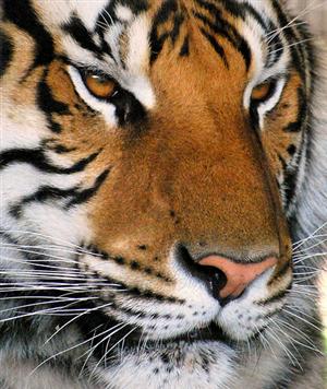 Tiger IMage 